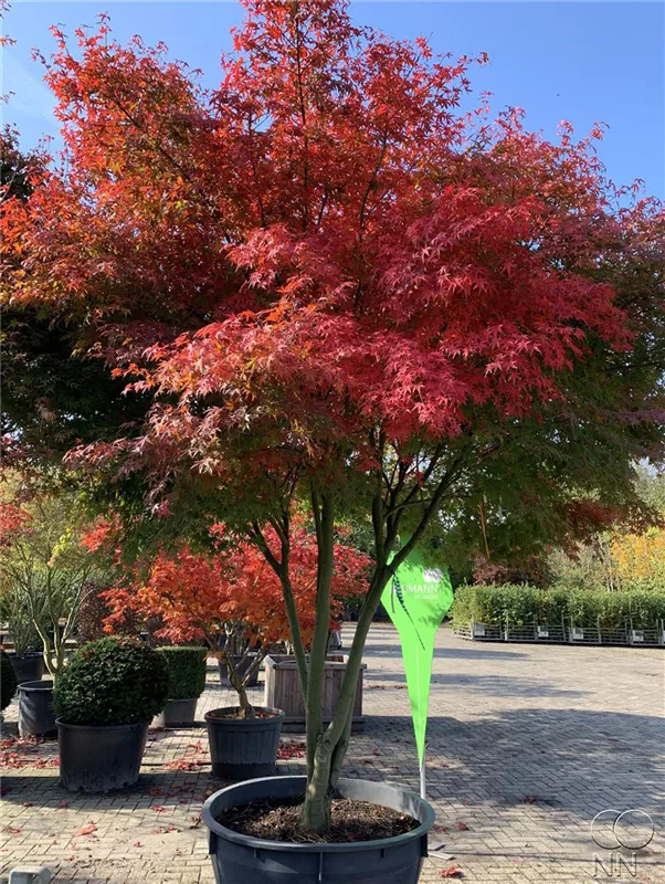 Acer palmatum