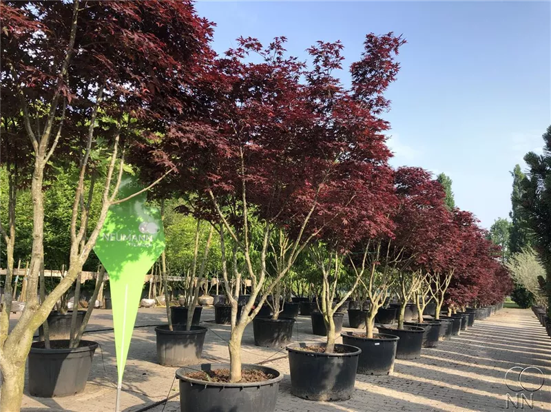 Acer palmatum 'Fireglow'