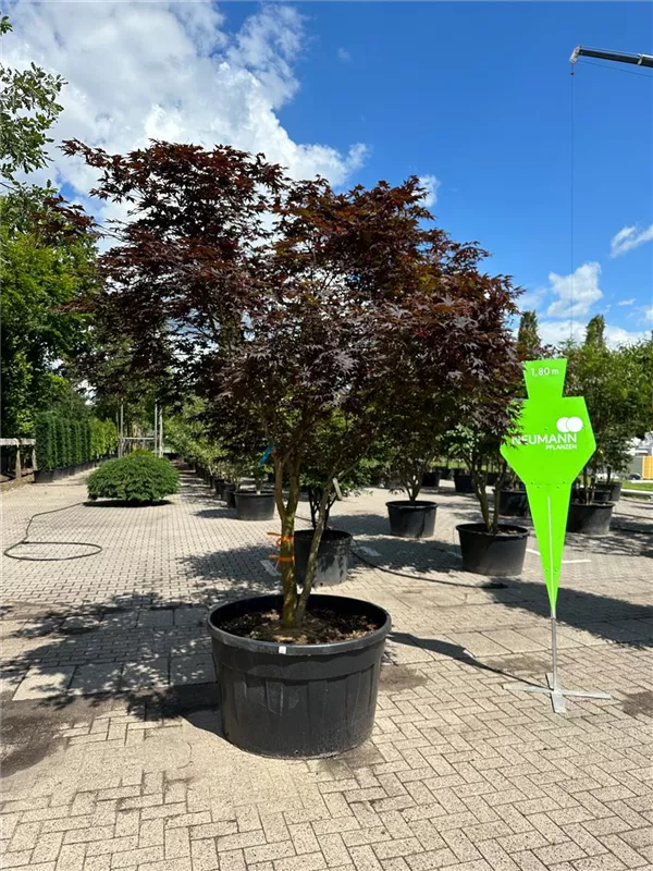 Acer palmatum 'Bloodgood'