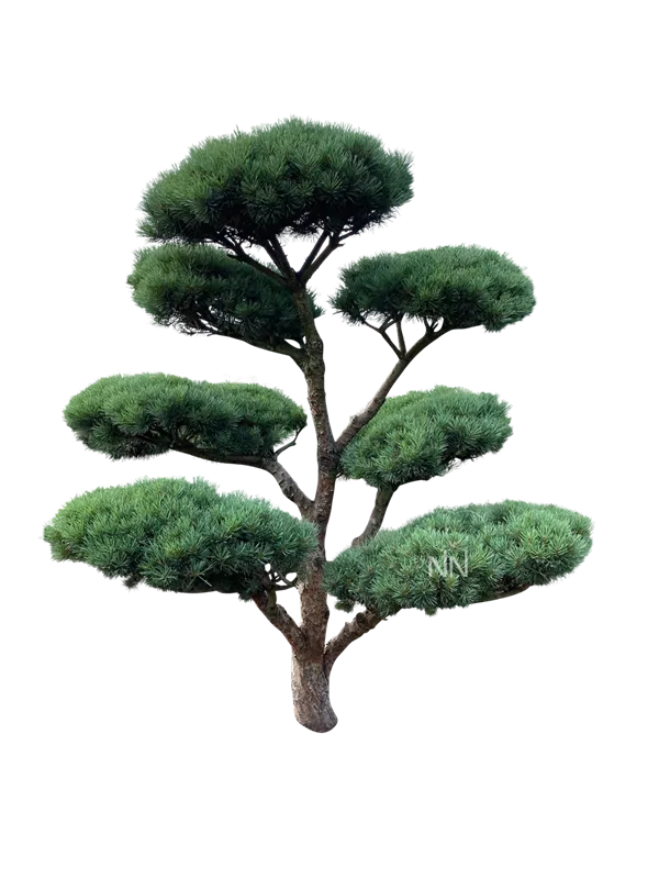 Pinus sylvestris 'Watereri'