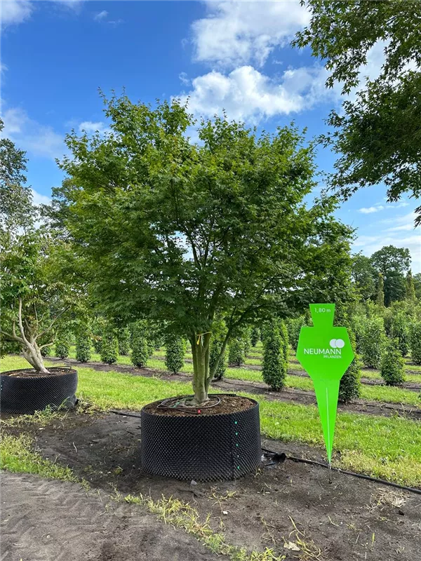 Acer palmatum