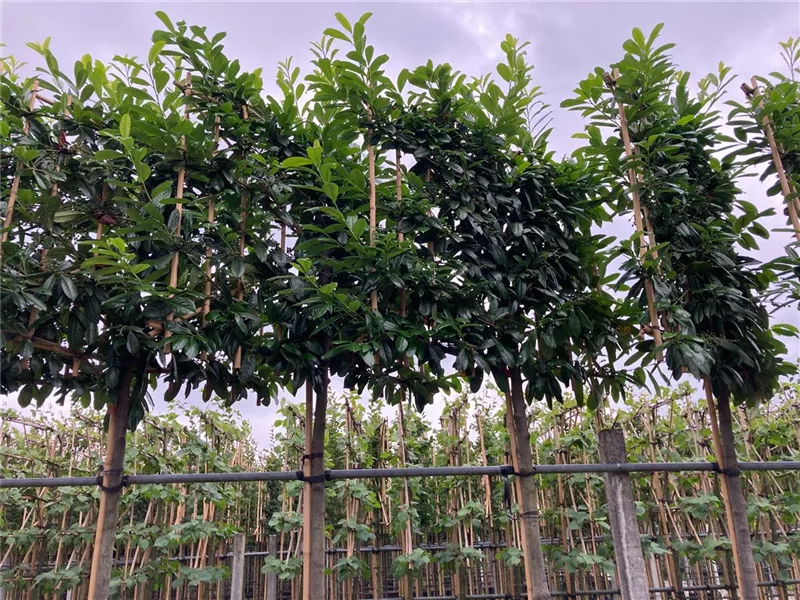 Prunus lauroc.'Novita'