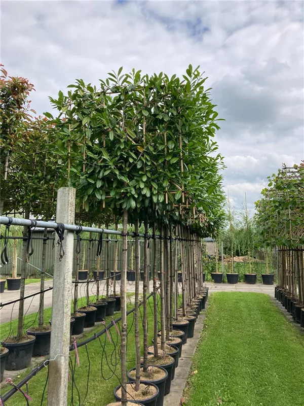 Prunus lauroc.'Novita'