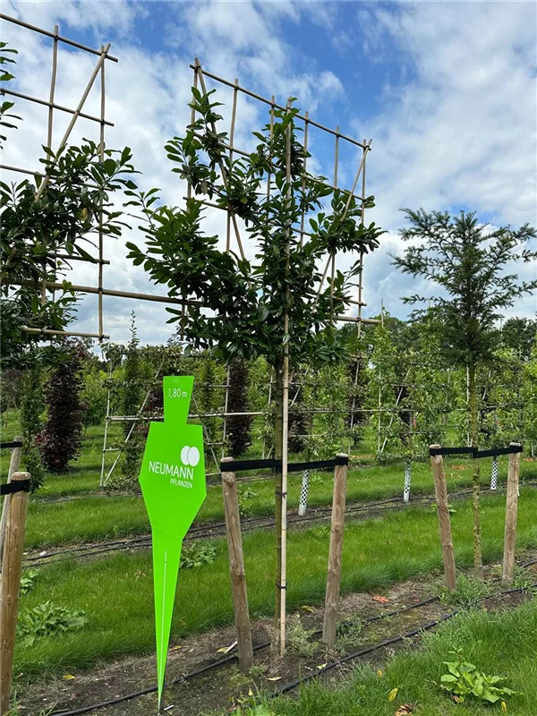 Prunus lauroc.'Novita'