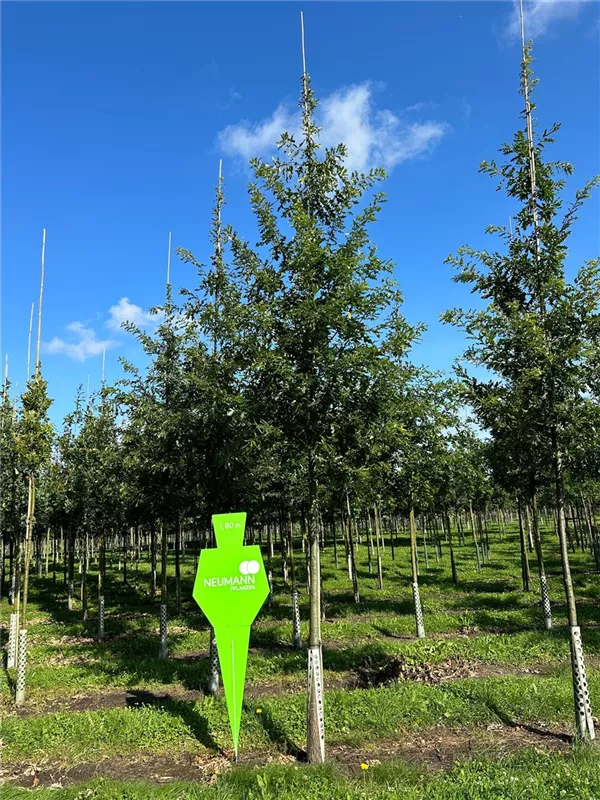 Quercus cerris