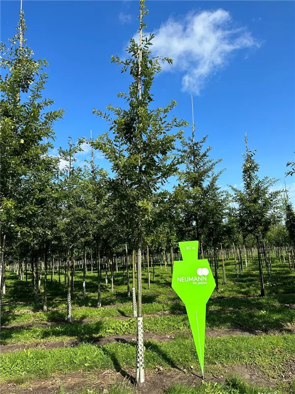 Quercus cerris