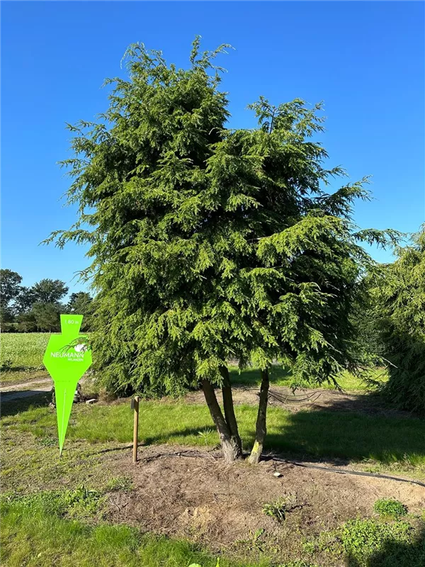 Tsuga canadensis