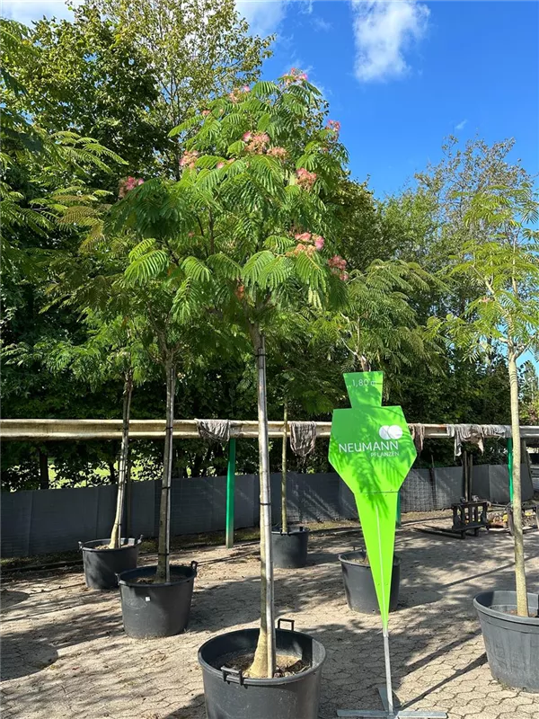 Albizia julibrissin 'Ombrella'