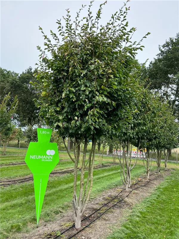 Parrotia persica