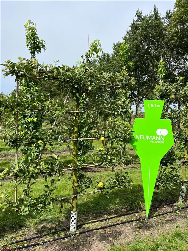 Malus 'Jonagold' CAC