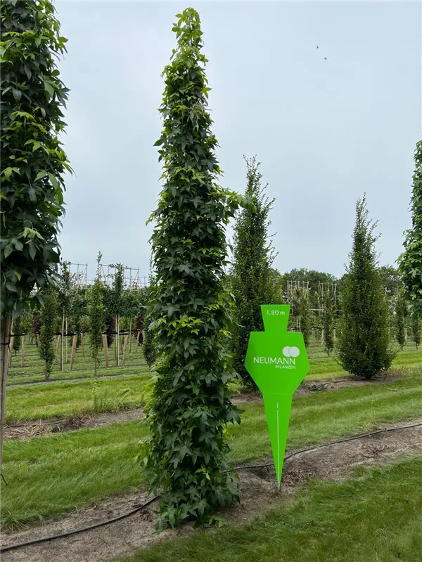 Liquidambar styracifl.'Slender Silhouette'