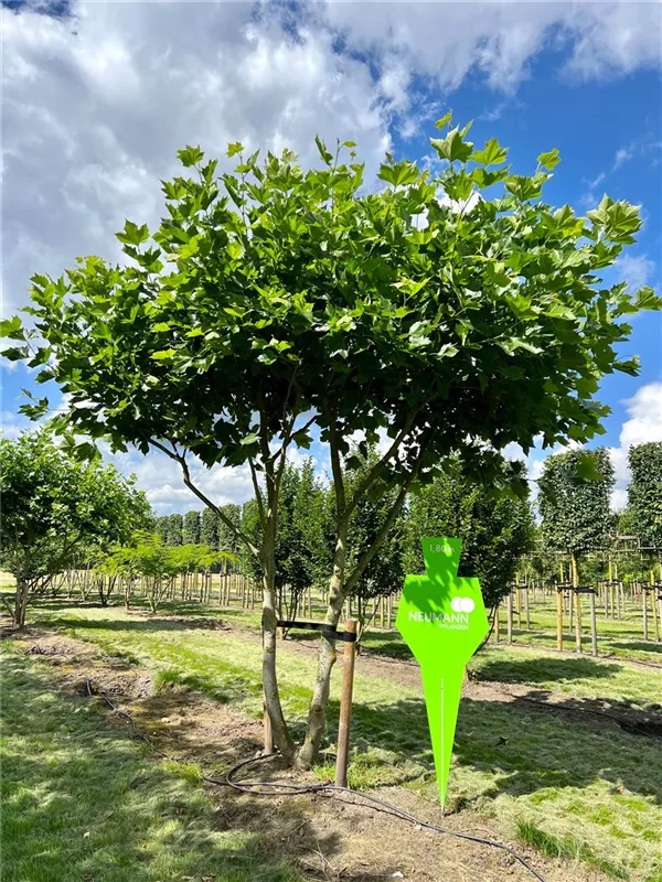 Platanus hispanica