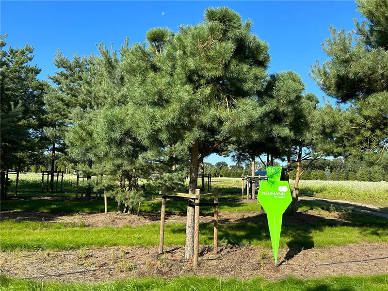 Pinus sylvestris