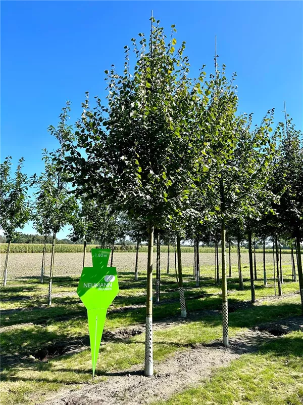 Tilia cordata 'Greenspire'