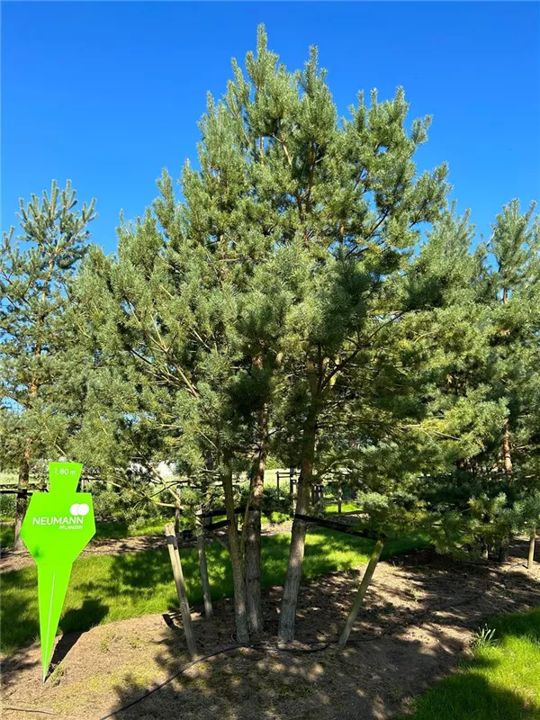 Pinus sylvestris