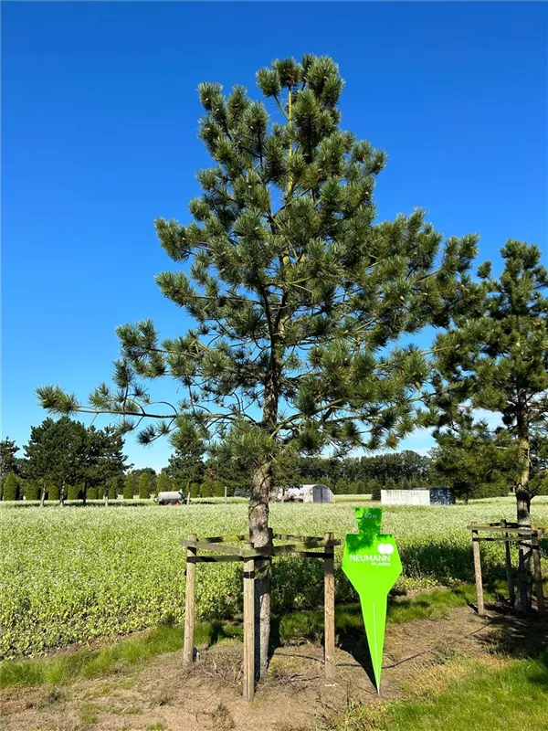 Pinus nigra ssp.nigra