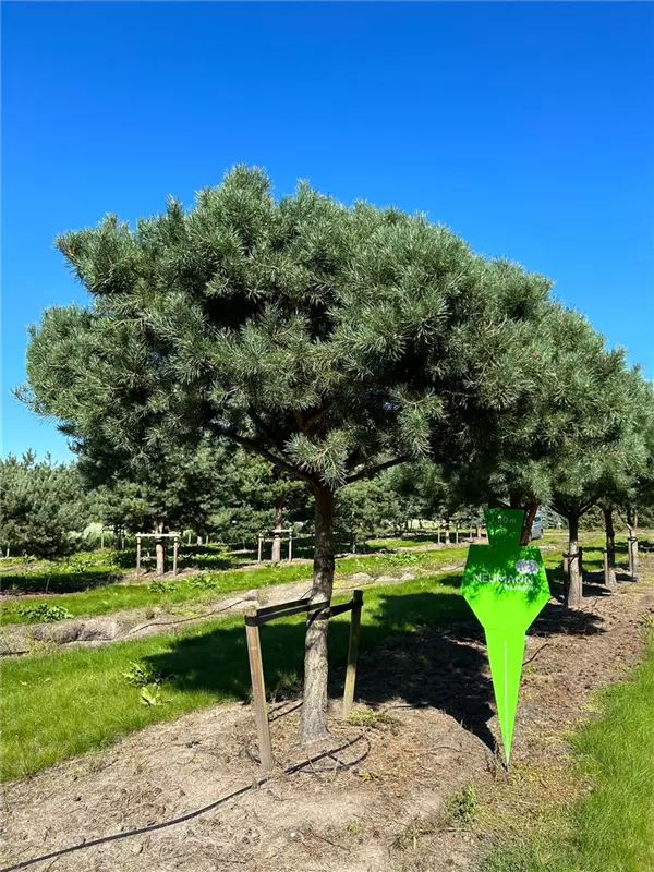 Pinus sylvestris
