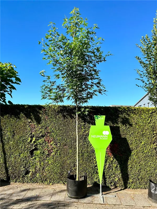 Liquidambar styraciflua 'Worplesdon'