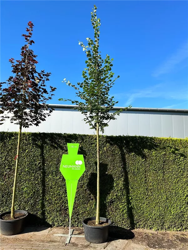 Tilia cordata 'Rancho'