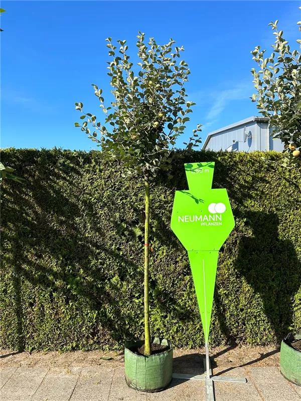 Cydonia 'Konstantinop.Apfelquitte' CAC