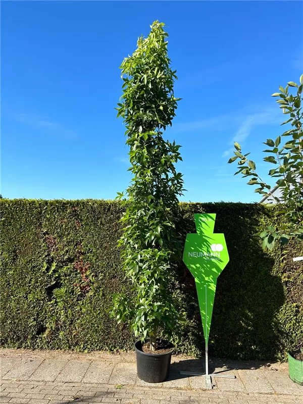 Liquidambar styracifl.'Slender Silhouette'