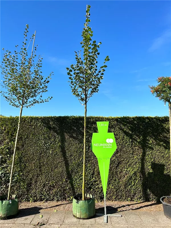 Tilia cordata 'Rancho'