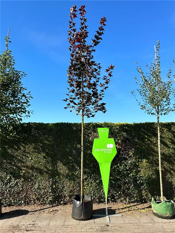Acer platanoides 'Royal Red'