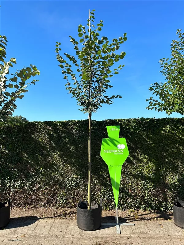 Tilia cordata 'Greenspire'