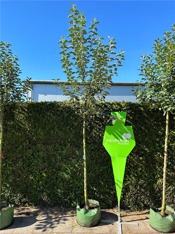 Malus 'Kaiser Wilhelm' CAC