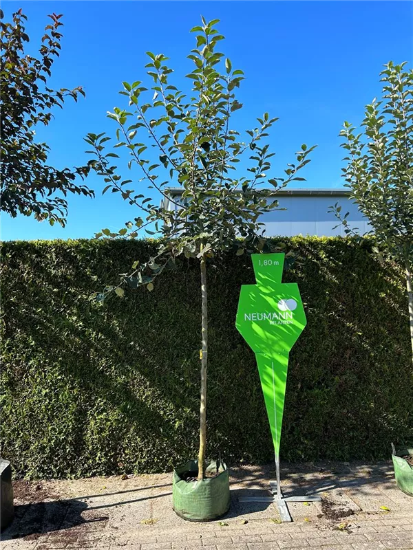 Malus 'Holsteiner Cox' CAC