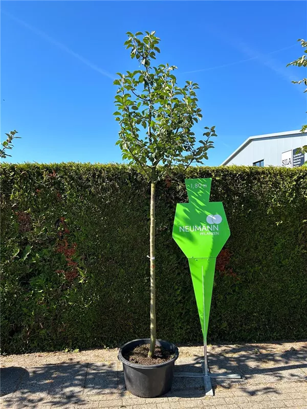 Malus 'Kaiser Wilhelm' CAC