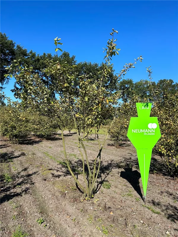 Amelanchier lamarckii