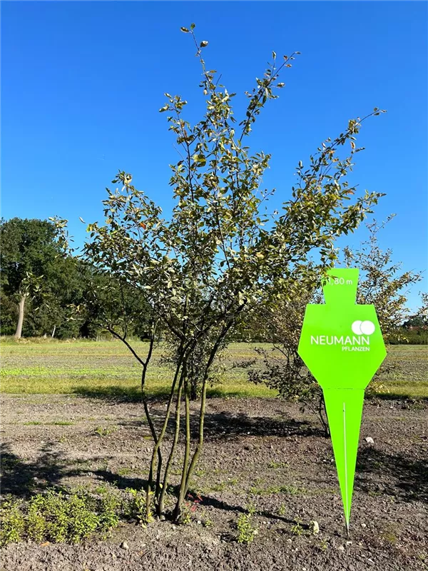 Amelanchier lamarckii