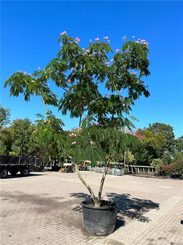 Albizia julibrissin