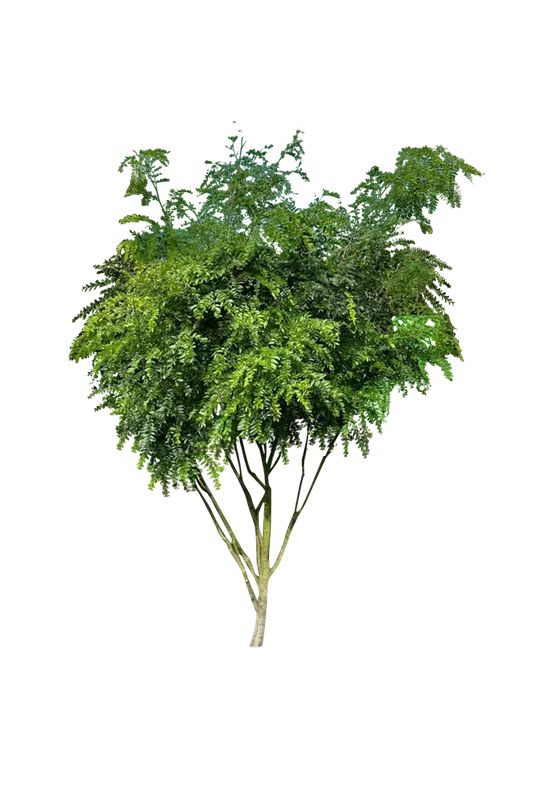 Gleditsia triacanthos 'Elegantissima'