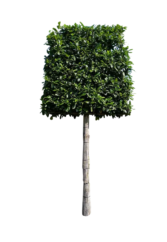 Prunus lauroc.'Novita'