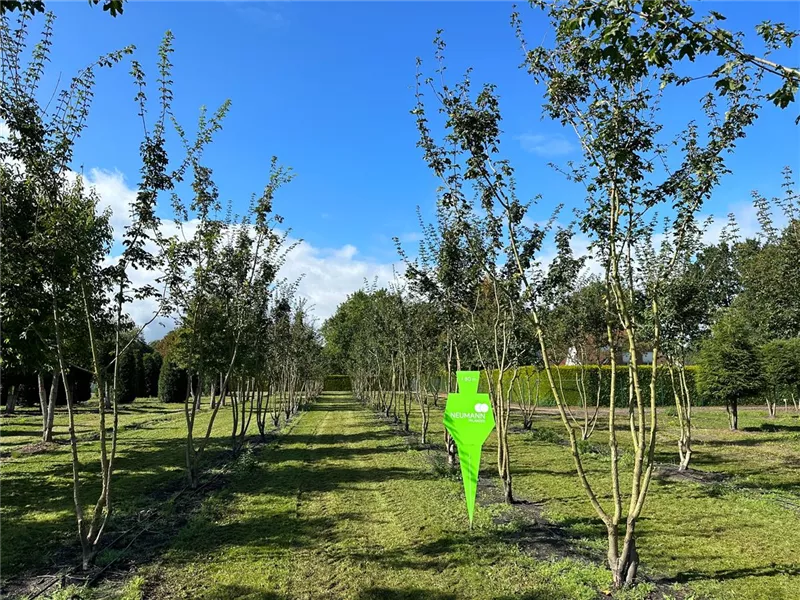 Acer campestre