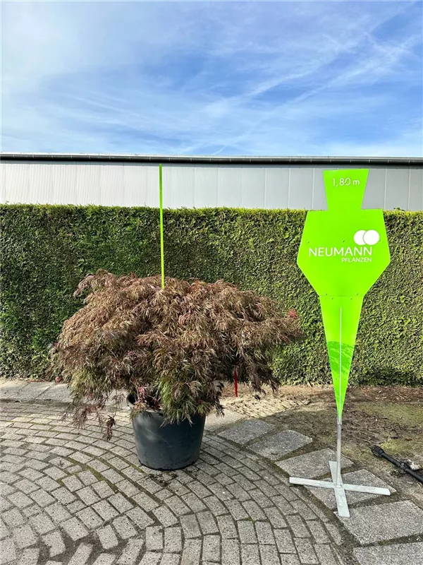 Acer palmatum 'Garnet'