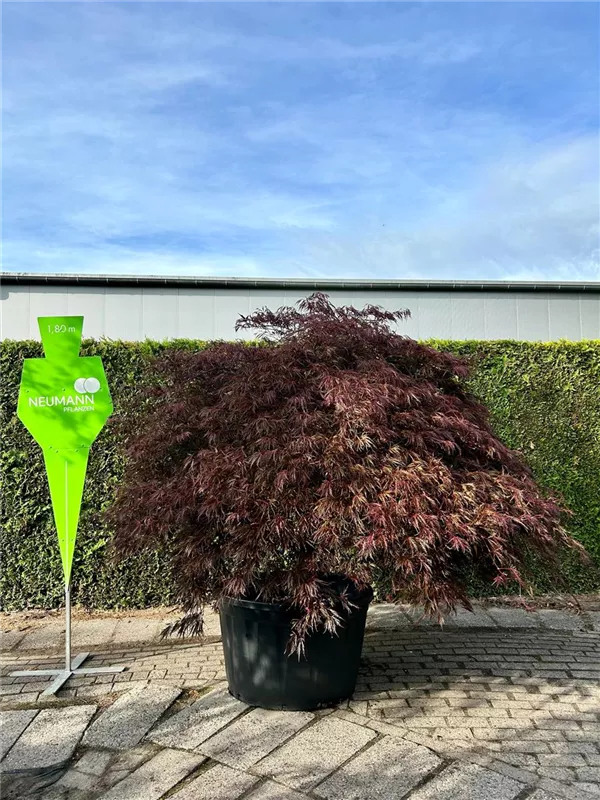 Acer palmatum 'Garnet'