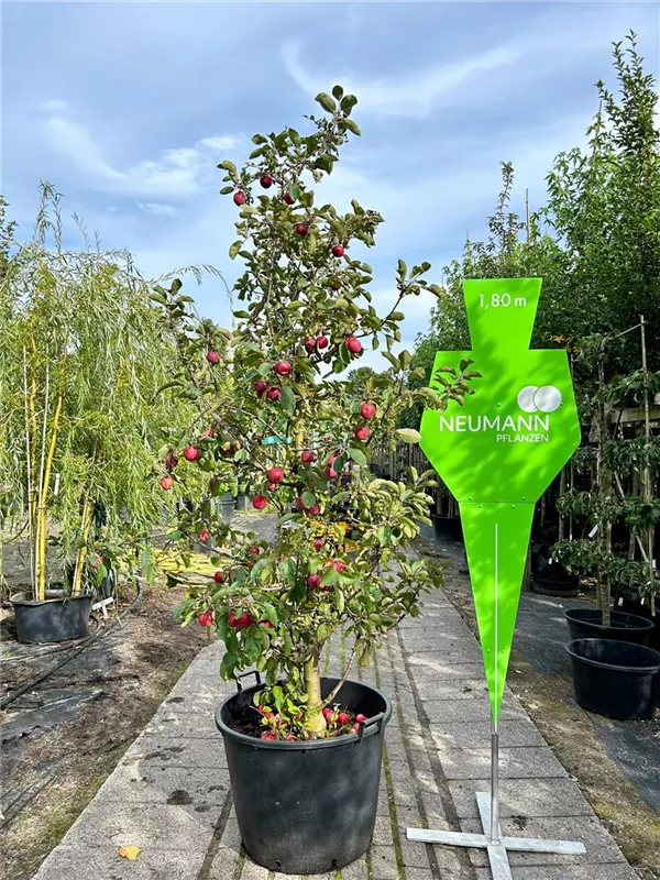 Malus Ballerina -R- 'Maypole' -S- CAC