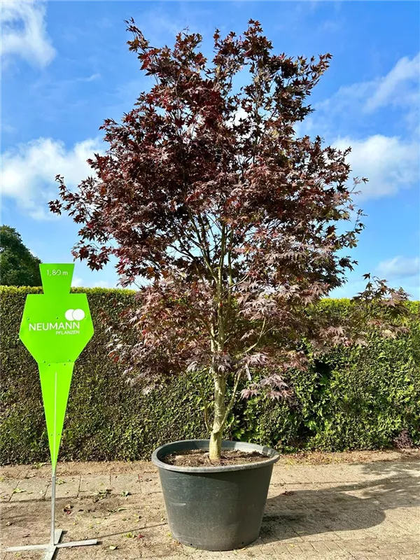 Acer palmatum 'Bloodgood'