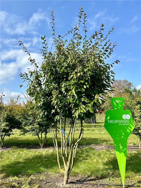 Parrotia persica