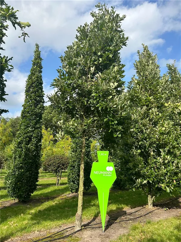Quercus warei 'Wind Candle'