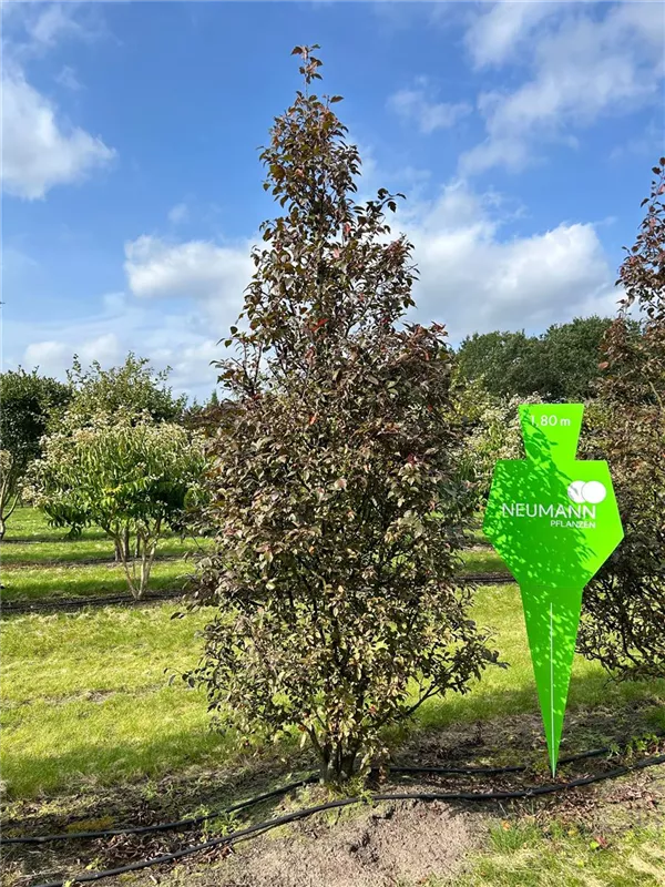 Malus 'Coccinella' -R-