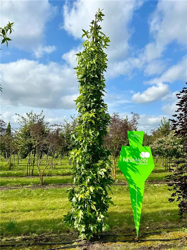 Liquidambar styracifl.'Slender Silhouette'