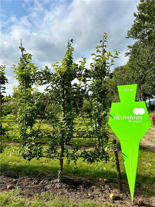 Malus 'Jonagold' CAC