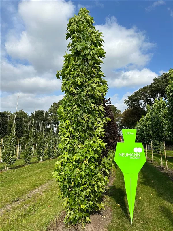Liquidambar styracifl.'Slender Silhouette'