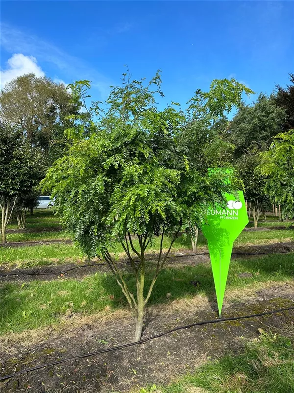 Gleditsia triacanthos 'Elegantissima'