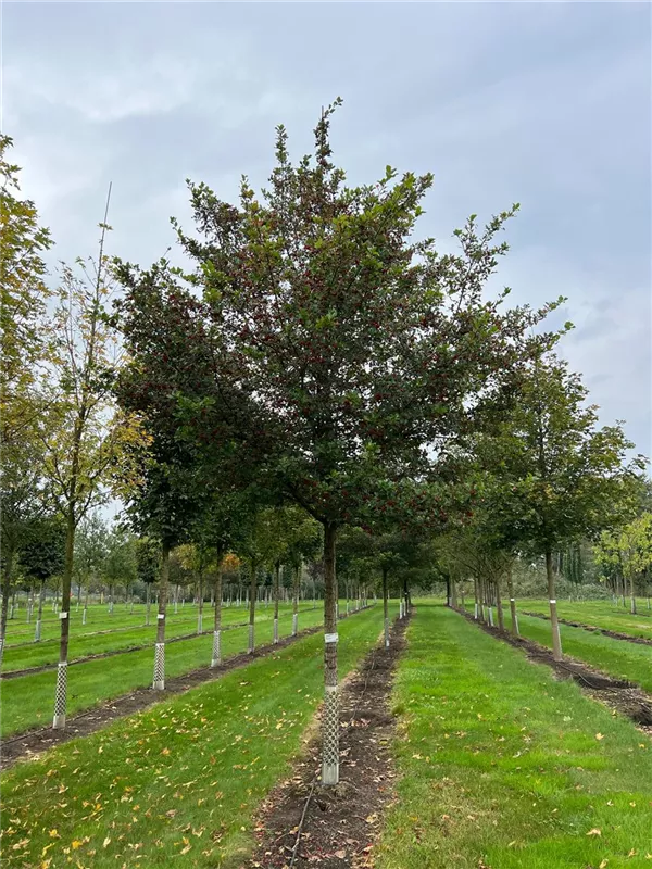 Crataegus prunifolia 'Splendens'