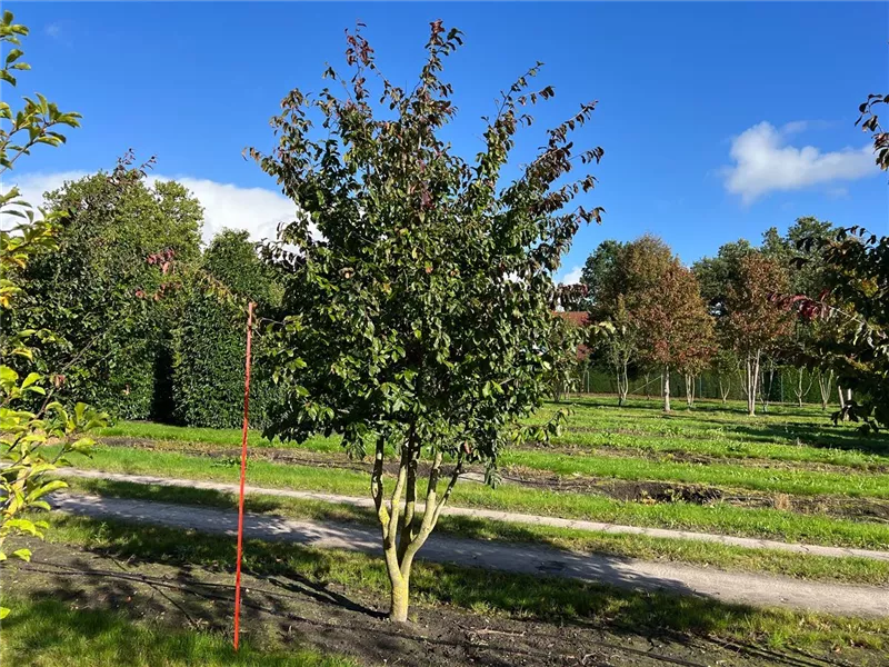 Parrotia persica 'Bella'